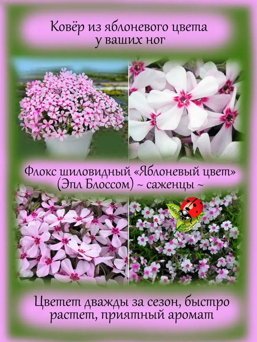 Флокс Яблоневый цвет шиловидный Эпл Блоссом