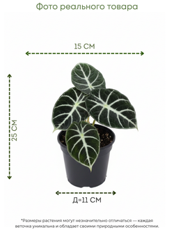White Aesthetic Indoor Plant Sale Instagram Story