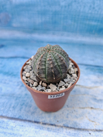 Euphorbia Obesa (Эуфорбия)