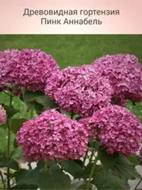 Гортензия древовидная розовая Пинк Аннабель С7,5 Закупка М59 июнь 2026