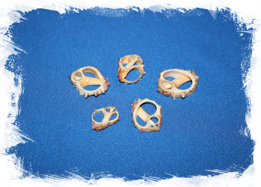 Срез ракушки Друпа для рукоделия