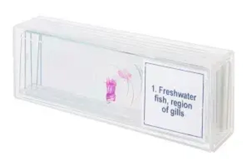 Набор микропрепаратов Levenhuk Discovery Prof DPS 5. «Амфибия»