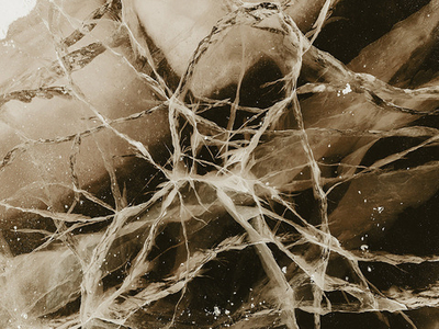 Дизайнерские обои Wall Street Bird see