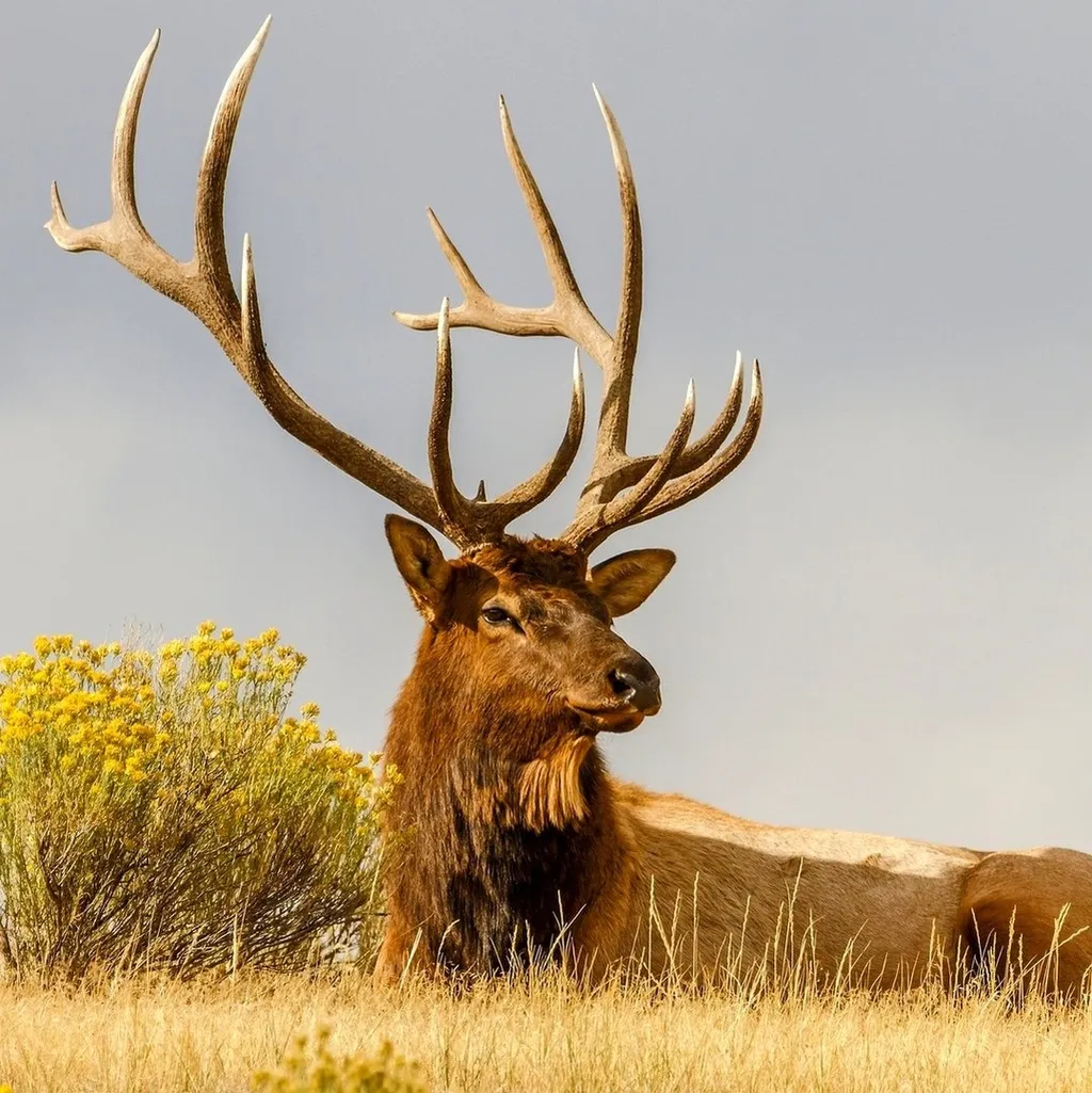 Пантогематоген