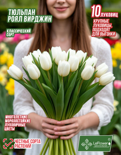 Тюльпан Роял вирджин, 10 луковиц, крупные