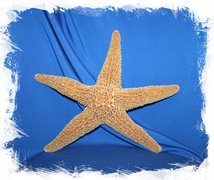 Мексиканская морская звезда 25-30 см.