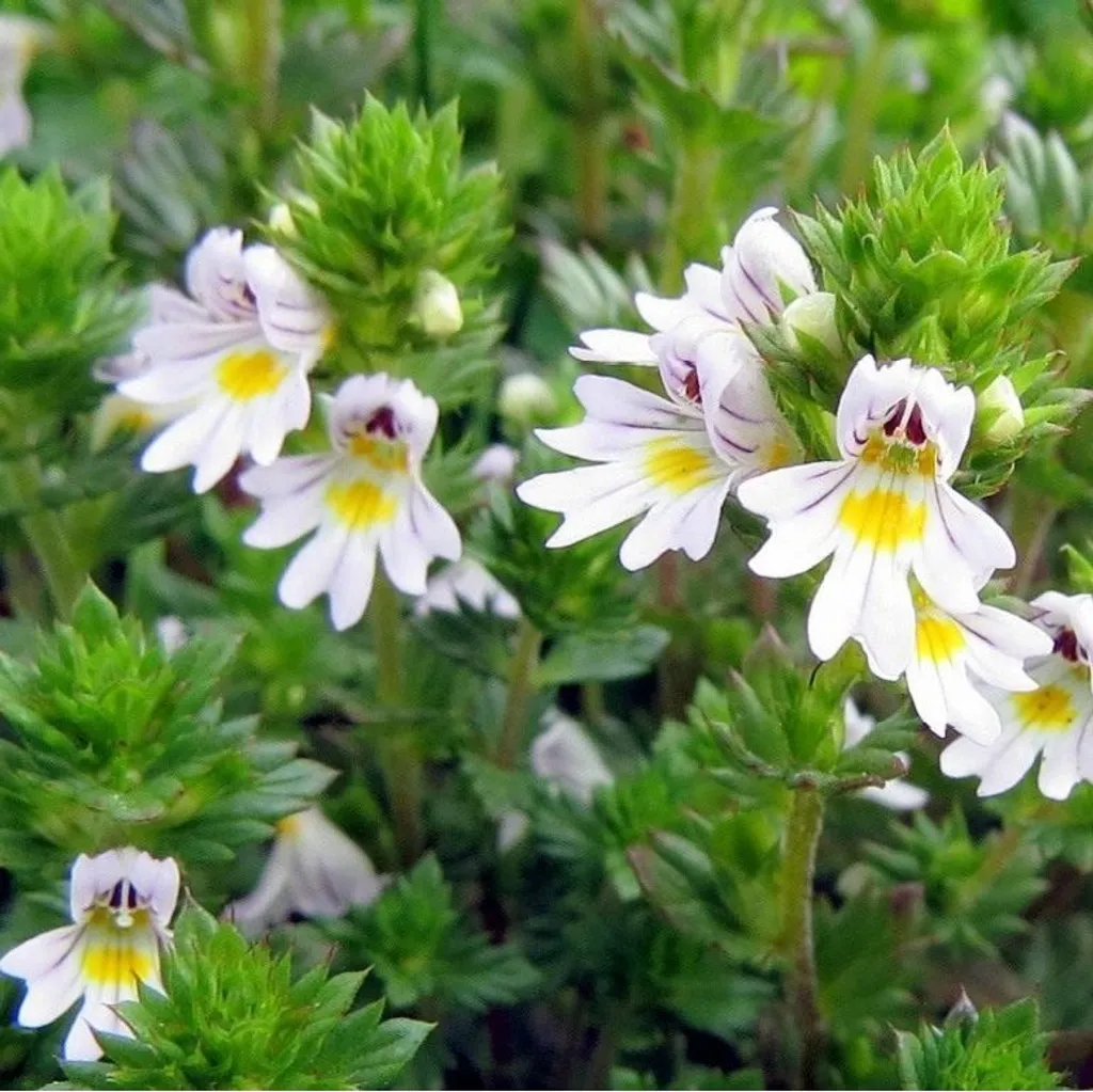 Очанка лекарственная