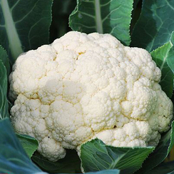 УАЙТЭКСЕЛ F1 семена капусты цветной (Sakata | Alexagro)