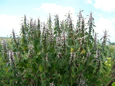 Пустырник трава сушёная 15 гр для свечей, творчества и ритуалов