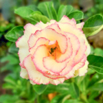 Адениум обесум 003 Candy