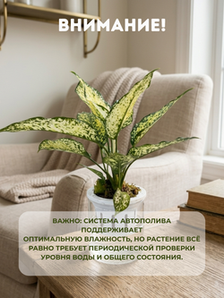 Аглаонема Jadeite д.11 горшок с автополивом
