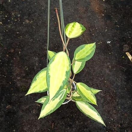 Хойя LATIFOLIA POT OF GOLD