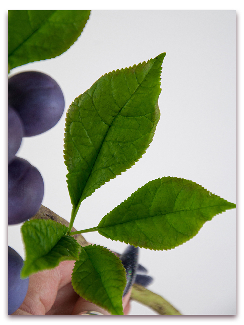 Лист сливы большой