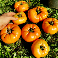 Помидоры КВХ - Kellogg's Breakfast Cross