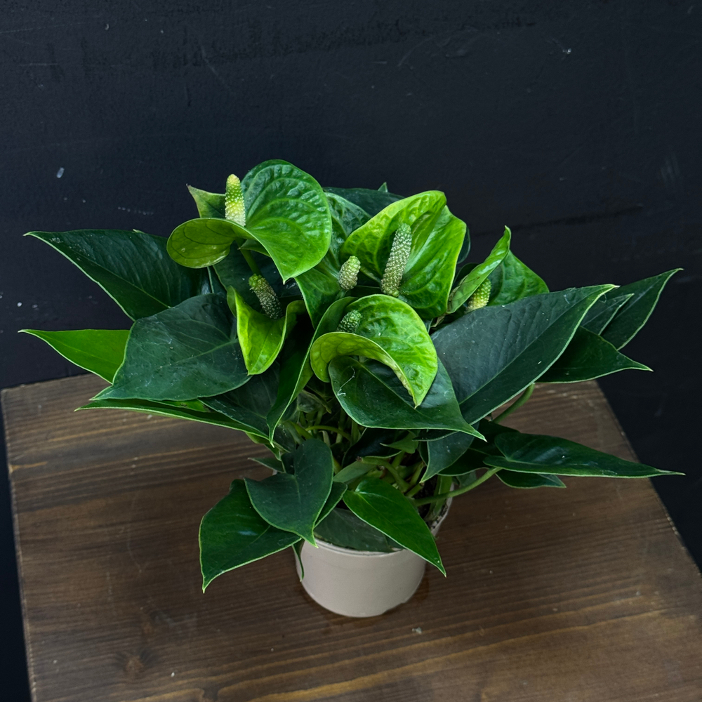 Антуриум зеленый мини