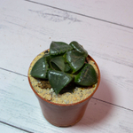 Haworthia Comptoniana moonstone (Хавортия)