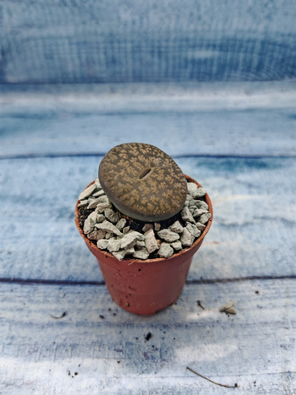 Lithops sp. (Литопсы)