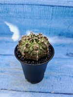 Gymnocalycium T-Rex Pink hybrid (Гимнокалициум)