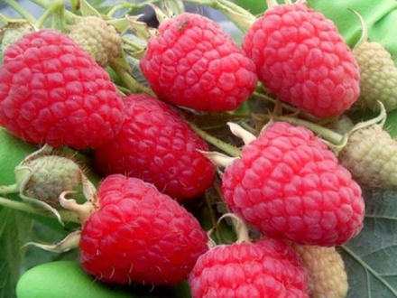 Малина ремонтантная Маравилла