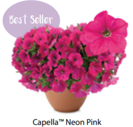 ЕВРО Петуния Capella Neon Pink ОКС укорененные черенки