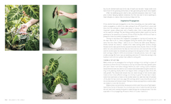 Welcome to the Jungle: Rare Tropical Houseplants to Collect, Grow, and Love