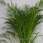 Хризалидокарпус 24/140