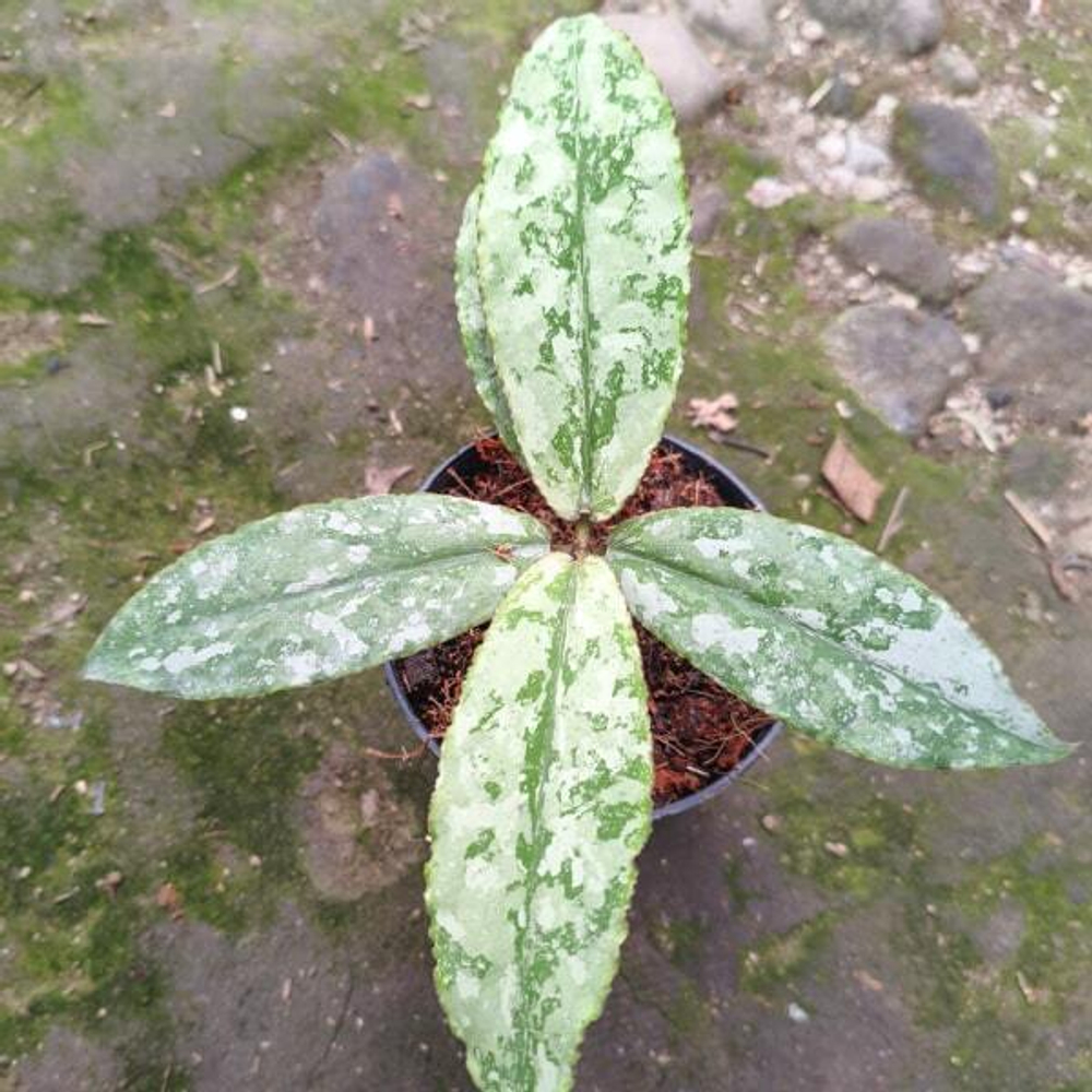 Хойя UNDULATA SILVER