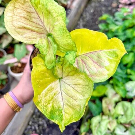 Сингониум PUMPKIN