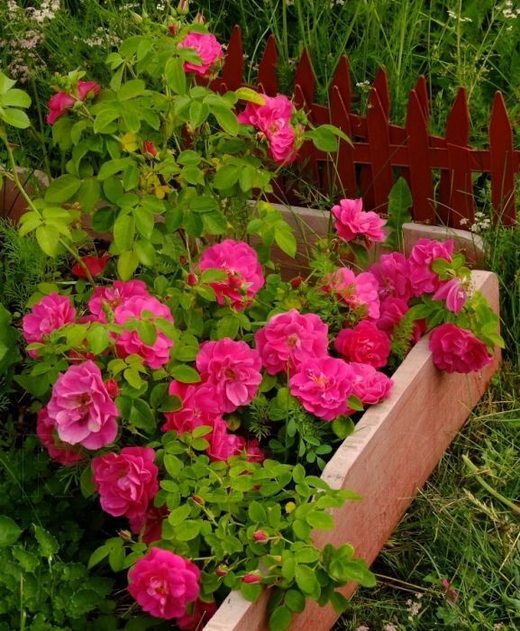 Роза канадская Фронтенак С4 Закупка М43 июнь 2026