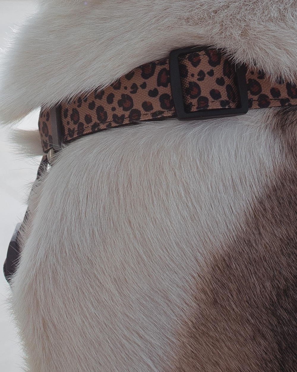 Шлейка Леопард+Розовый неон