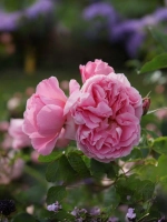 Роза шраб Делия