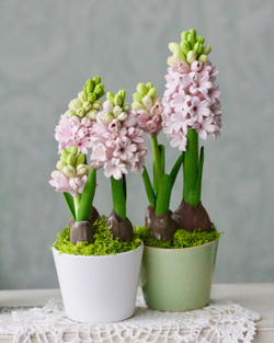 Гиацинт в подарок к празднику