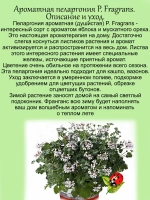 Пеларгония Фрагранс ароматная мускатный орех яблоко