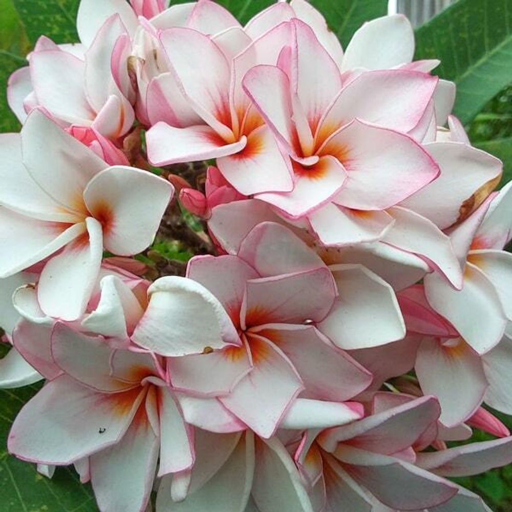 Плюмерия DIAMOND