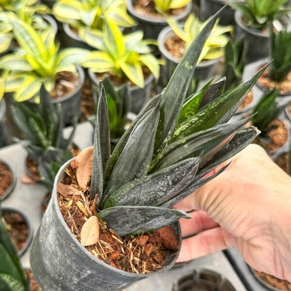 Сансевиерия LOOP PRIDE