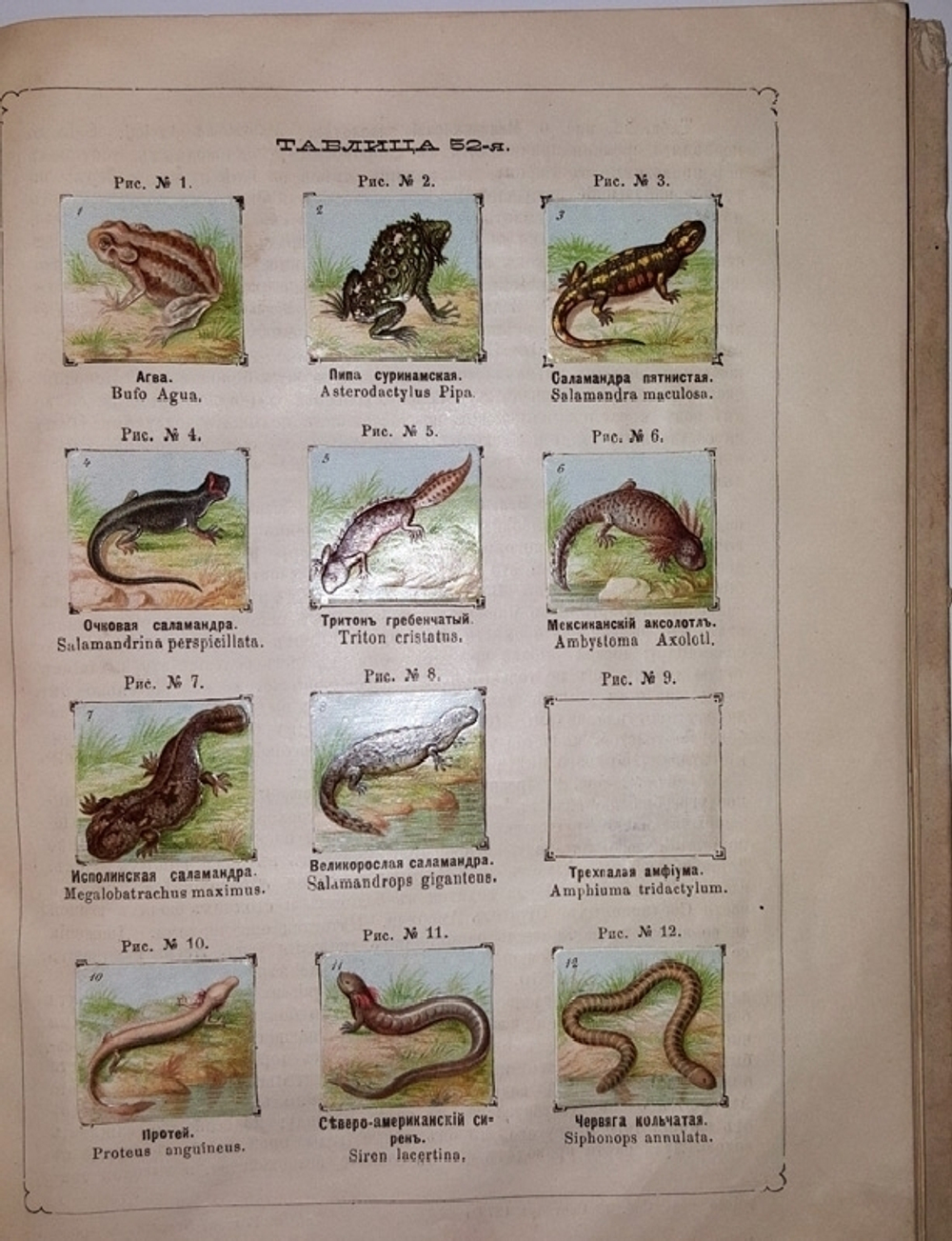 "Рельефный зоологический атлас. Часть третья. Пресмыкающиеся и рыбы.". Гагельберг. 1880г. - антикварное издание