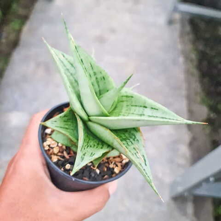 Сансевиерия DEWA