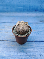 Astrophytum Asterias "Super Kabuto" (Астрофитум)