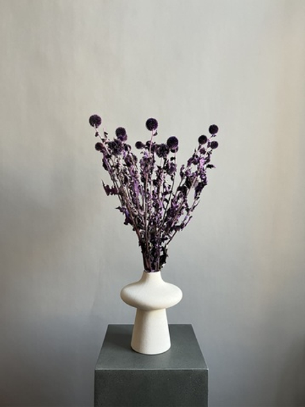 Эхинопс стабилизированный фиолетовый