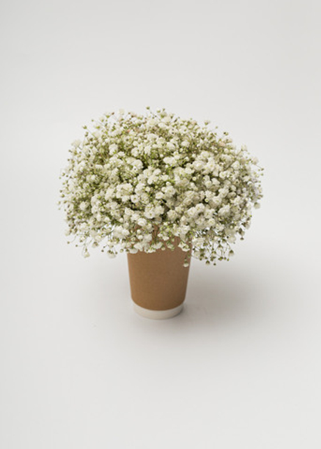 Стаканчик гипсофила #1