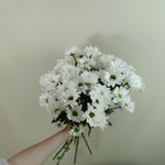 Хризантема кустовая "Бакарди" белая