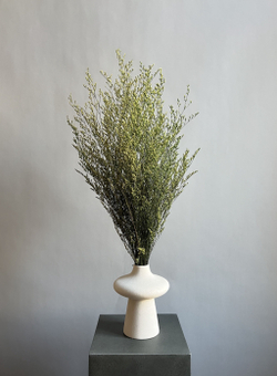 Кермек салатовый