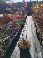 Голубика высокорослая Патриот (Vaccinium corymbosum Patriot)