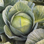 Профессор F1 семена капусты белокочанной (Syngenta / Сингента)