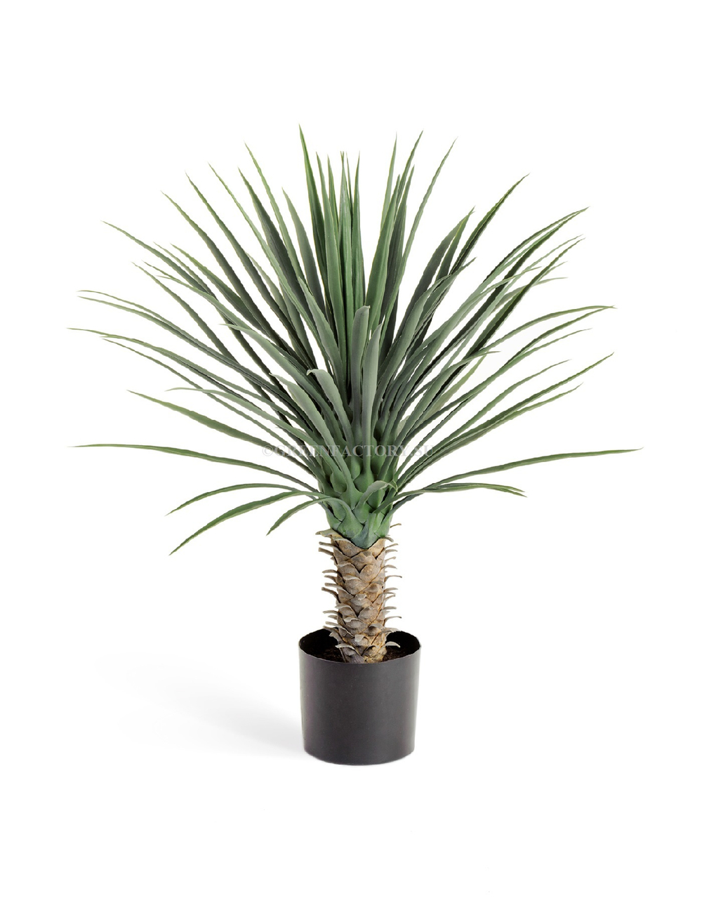 Юкка Рострата куст