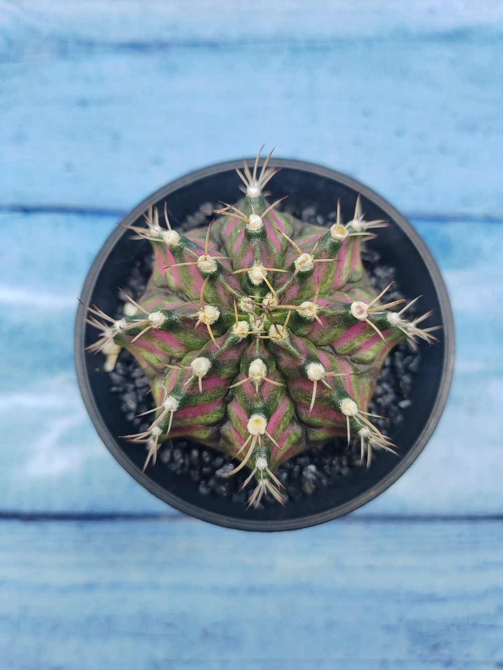 Gymnocalycium T-Rex Pink hybride (Гимнокалициум T-rex)
