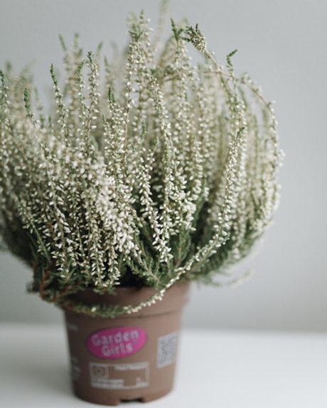 Вереск белый