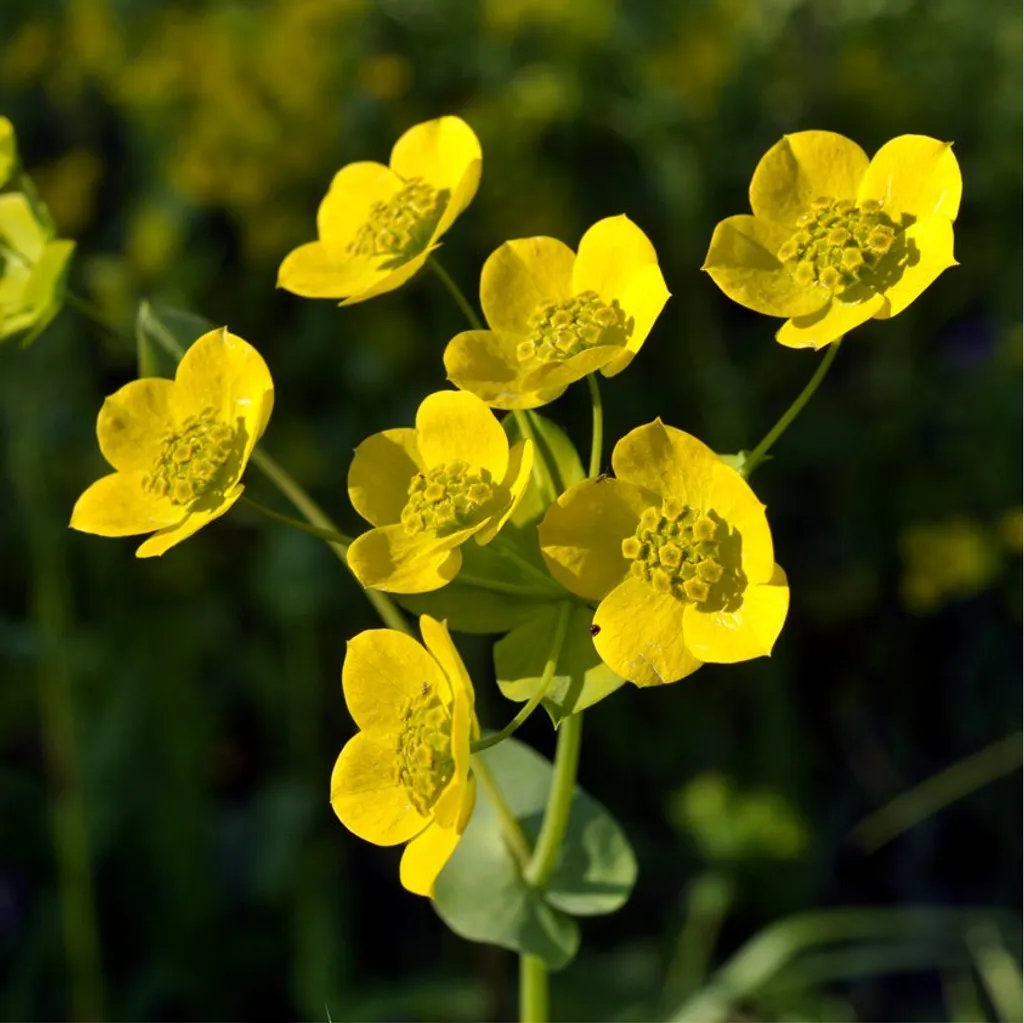 Володушка золотистая (трава)