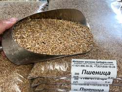 Пшеница 5 кг в Пос Ропша.