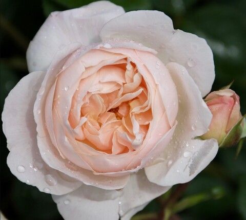 Роза английская Дездемона